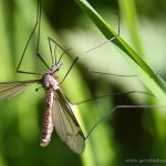 Tiplice obrovská (Tipula maxima), Hradišťany