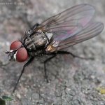 Slunilka pokojová (Fannia canicularis), Hradišťany