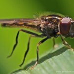 Pestřenka pruhovaná (Episyrphus balteatus), Hradišťany