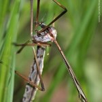 Bahnomilka obrovská - samice (Pedicia rivosa - female), Hradišťany