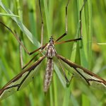 Bahnomilka obrovská - samice (Pedicia rivosa - female), Hradišťany