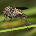 Kroužilka běžná, samice / Empis tessellata, female, Hradišťany