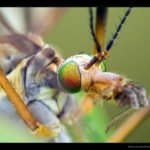 Tiplice obrovská (Tipula maxima), Hradišťany