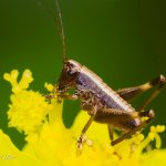 Kobylka obecná - nymfa (Pholidoptera griseoaptera - larve), Hradišťany