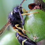 Hrnčířka zednická - samec (Odynerus spinipes - male), Hradišťany