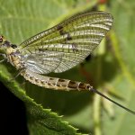 Jepice dánská - samice (Ephemera danica - female), Hradišťany