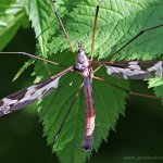 Tiplice obrovská - samec (Tipula maxima - male), Hradišťany