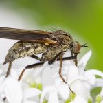 Kroužilka běžná, samice / Empis tessellata, female, Hradišťany