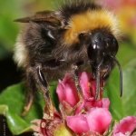 Pačmelák český (Bombus bohemicus), Hradišťany