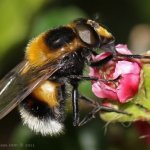 Pestřenka čmeláková (Volucella bombylans var. plumata), Hradišťany