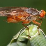 Výkalnice - samice (Scathophaga inquinata - female), Hradišťany