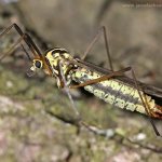 Tiplice skvrnitá - samice (Nephrotoma appendiculata - female), Hradišťany