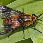 Bzikavka dotěrná - samice (Chrysops relictus - female), Hradišťany