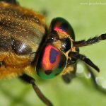 Bzikavka dotěrná - samice (Chrysops relictus - female), Hradišťany