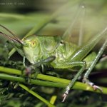 Kobylka zelená - nymfa samice (Tettigonia viridissima - female larve), Hradišťany