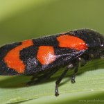 Pěnodějka červená (Cercopis vulnerata), Hradišťany