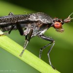 Coremacera marginata - female, Letovice