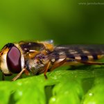 Pestřenka - samice (Eupeodes corollae - female), Hradišťany