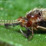 Chrostík (Mystacides longicornis), Hradišťany