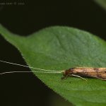 Chrostík (Mystacides longicornis), Hradišťany