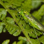 Pilatka (Rhogogaster chlorosoma), Krkonoše