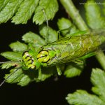 Pilatka (Rhogogaster chlorosoma), Krkonoše