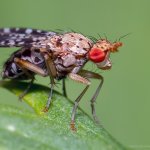 Vláhomilka (Trypetoptera punctulata), Krkonoše