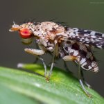 Vláhomilka (Trypetoptera punctulata), Krkonoše