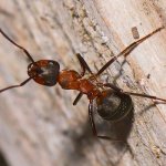 Mravenec lesní (Formica rufa), Staňkov