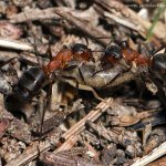 Mravenec lesní (Formica rufa), Staňkov