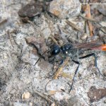 Kutilka písečná (Ammophila sabulosa), Staňkov - Krchleby