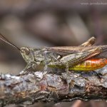 Saranče čárkovaná - samec (Stenobothrus lineatus - male), Staňkov - Krchleby