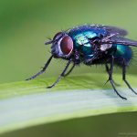 Bzučivka - samice (Lucilia cf. illustris - female), Staňkov - Krchleby