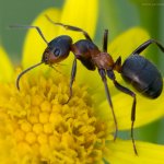 Mravenec trávní (Formica pratensis), Radčický les