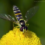 Pestřenka psaná - samice (Sphaerophoria scripta - female), Radčický les