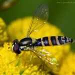 Pestřenka psaná - samice (Sphaerophoria scripta - female), Radčický les