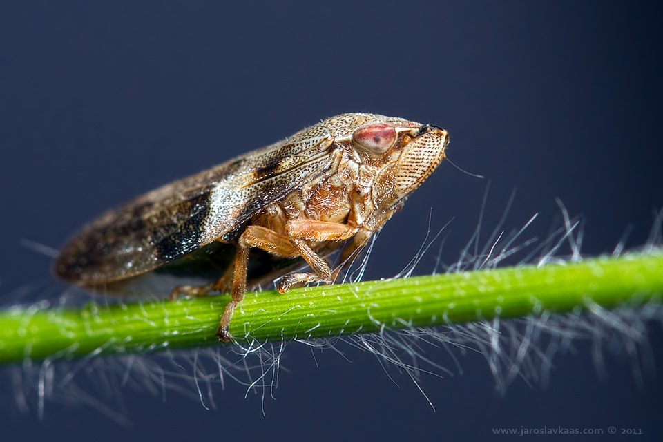 Pěnodějka olšová (Aphrophora alni), Krkonoše