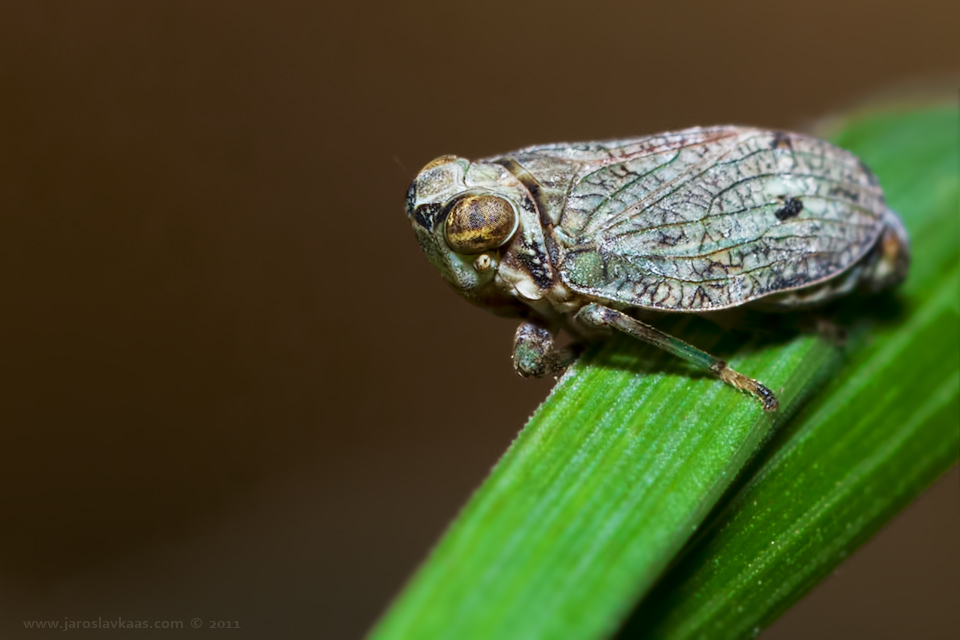 Issus coleoptratus, Chlumská hora