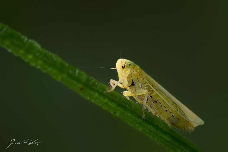 Křísek / Elymana sulphurella, Hradišťany