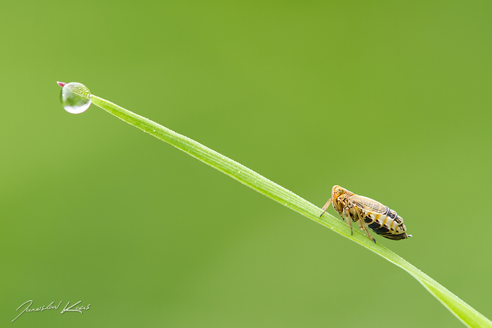 Ostruhovník škvorový, samice / Dicranotropis hamata, female, Plzeň, Radčický les