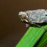 Issus coleoptratus, Chlumská hora