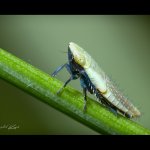 Deltocephalinae sp. - nymfa (nymph), Chlumská hora