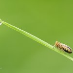 Ostruhovník škvorový, samice / Dicranotropis hamata, female, Plzeň, Radčický les