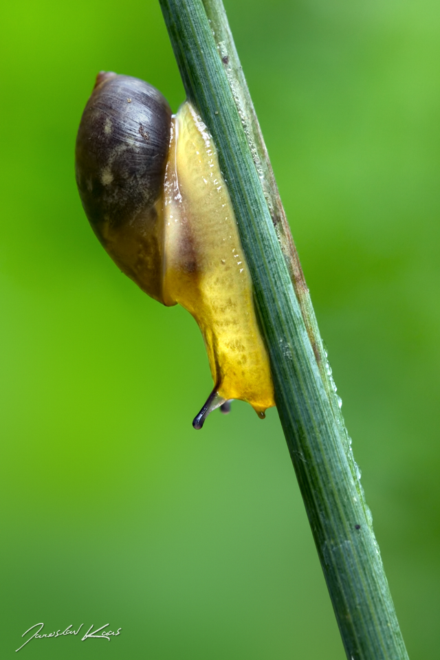 Jantarka obecná / Succinea putris / European Ambersnail, Hradišťany