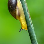 Jantarka obecná / Succinea putris / European Ambersnail, Hradišťany