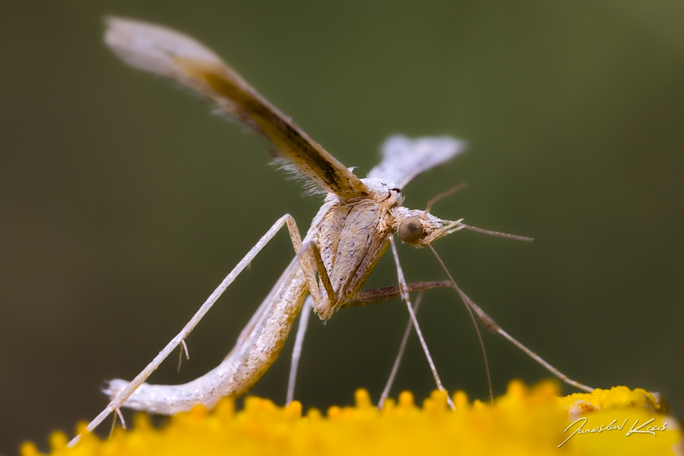 Pernatuška svlačcová (Emmelina monodactyla), Radčický les