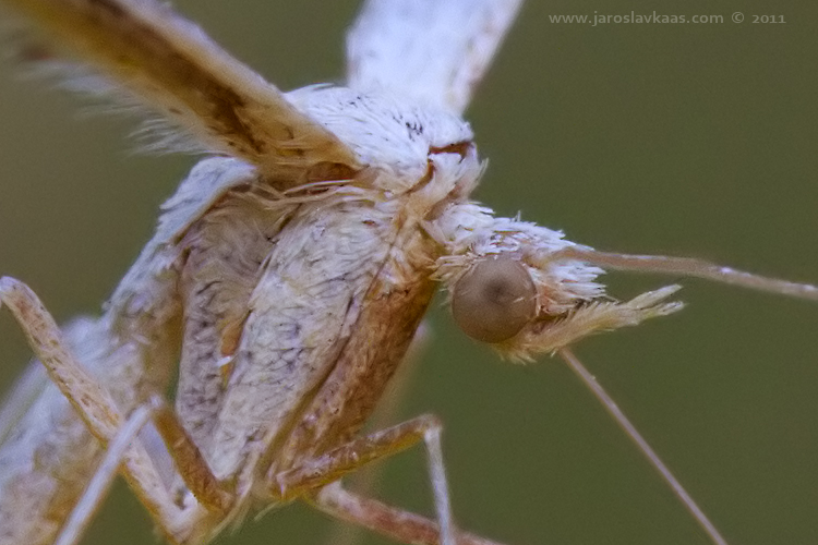 Pernatuška svlačcová (Emmelina monodactyla), Radčický les