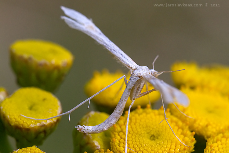 Pernatuška svlačcová (Emmelina monodactyla), Radčický les