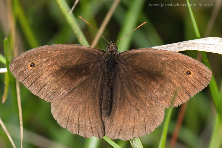 Okáč luční - samec (Maniola jurtina - male), Radčický les