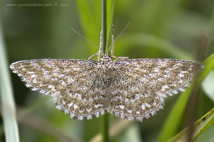 Vlnopásník kostkovaný (Scopula immorata), Radčický les